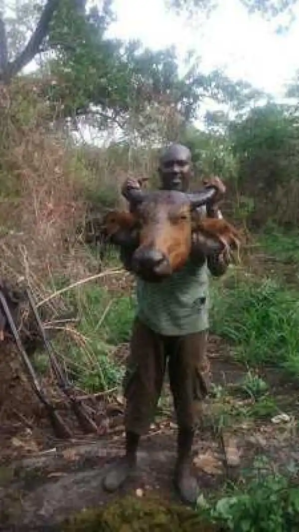 Checkout This Huge Buffalo Killed In Edo State (Photos)